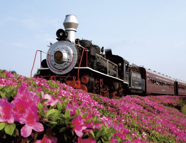 Delícias de inverno instituto novva